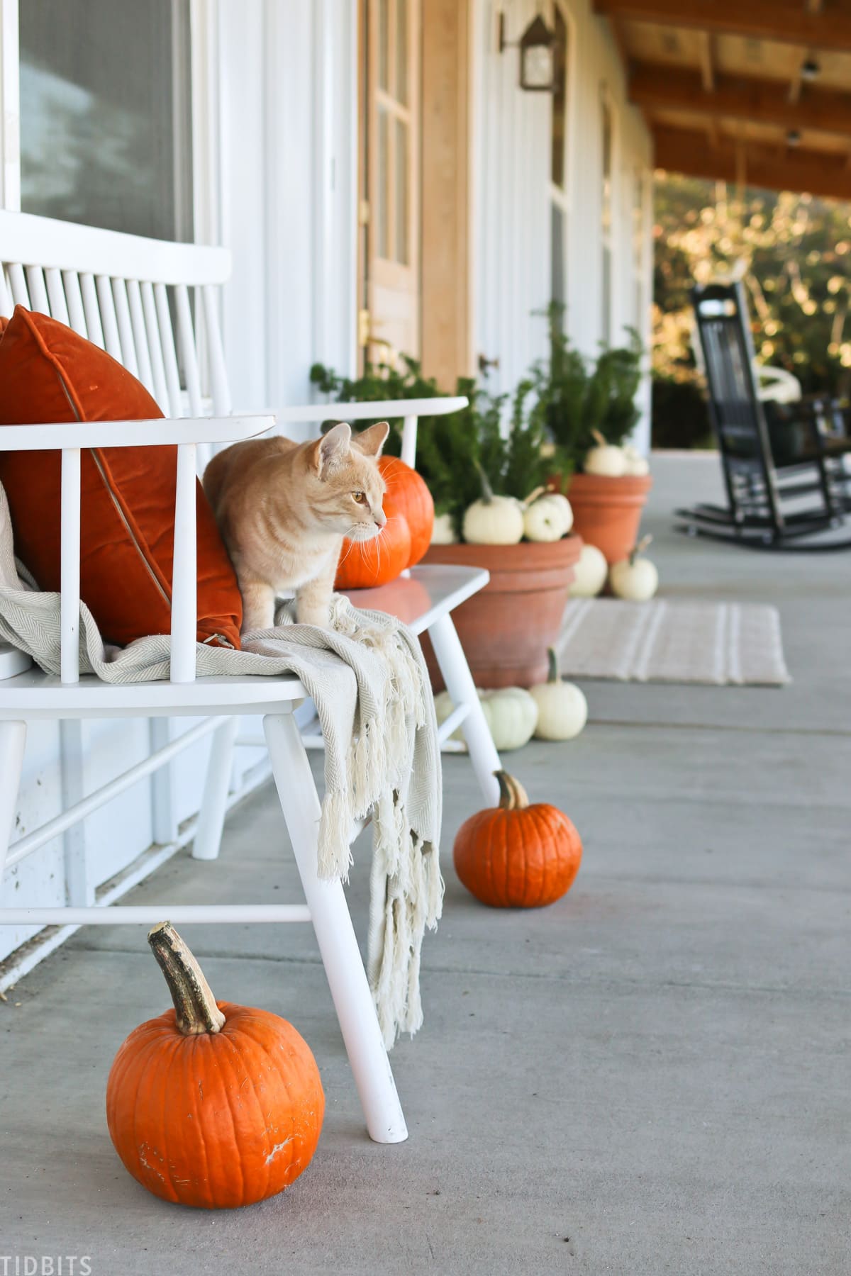 cat is sitting on a bench on a front porch that's decorating for fall with real pumpkins