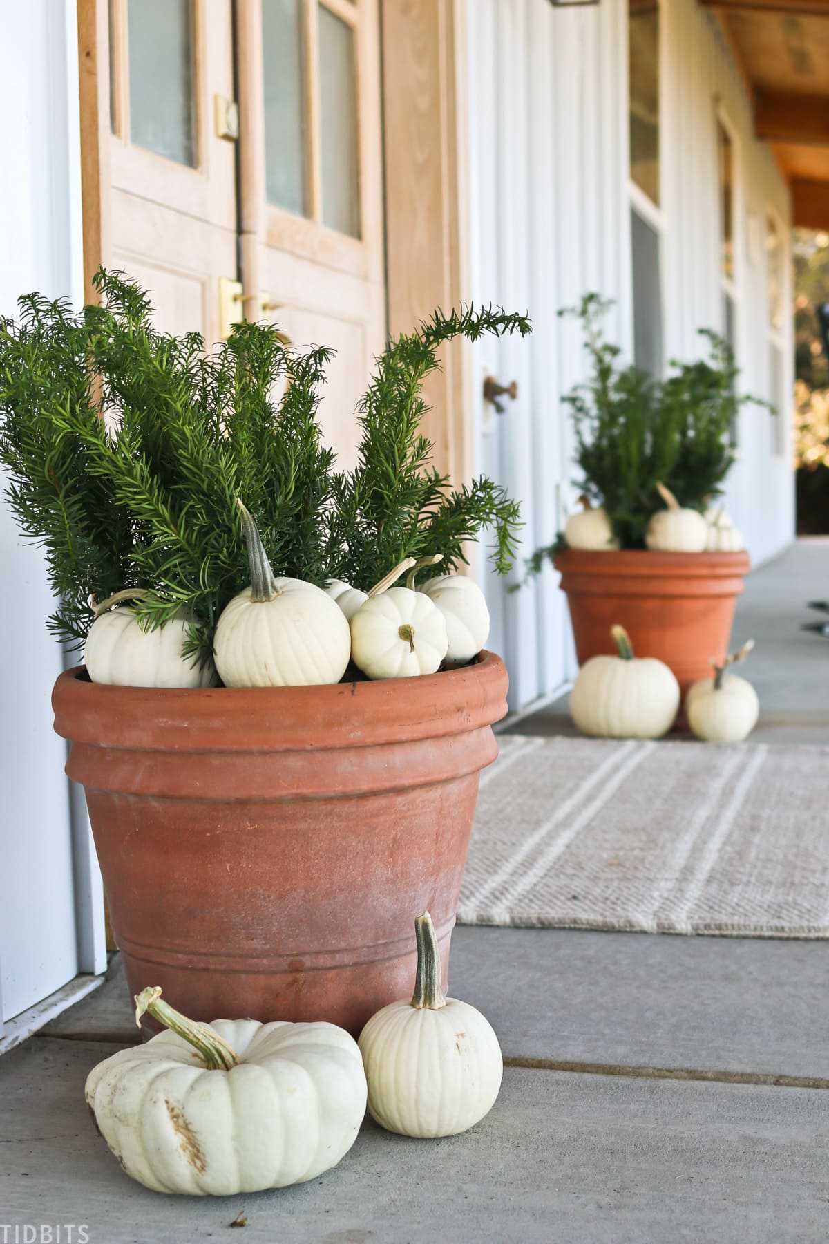 green floral leaves in a large pot with white pumpkins