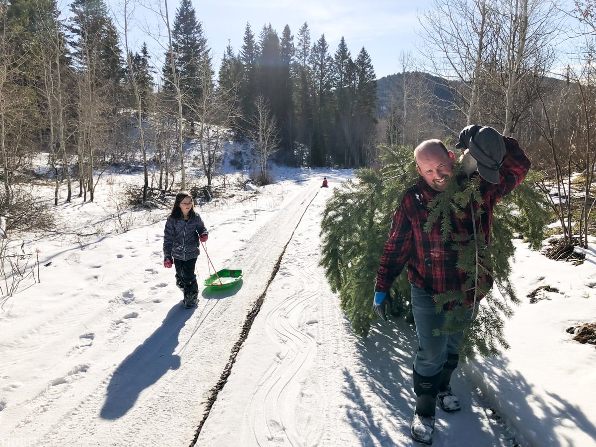 cutting down a christmas tree from the mountains