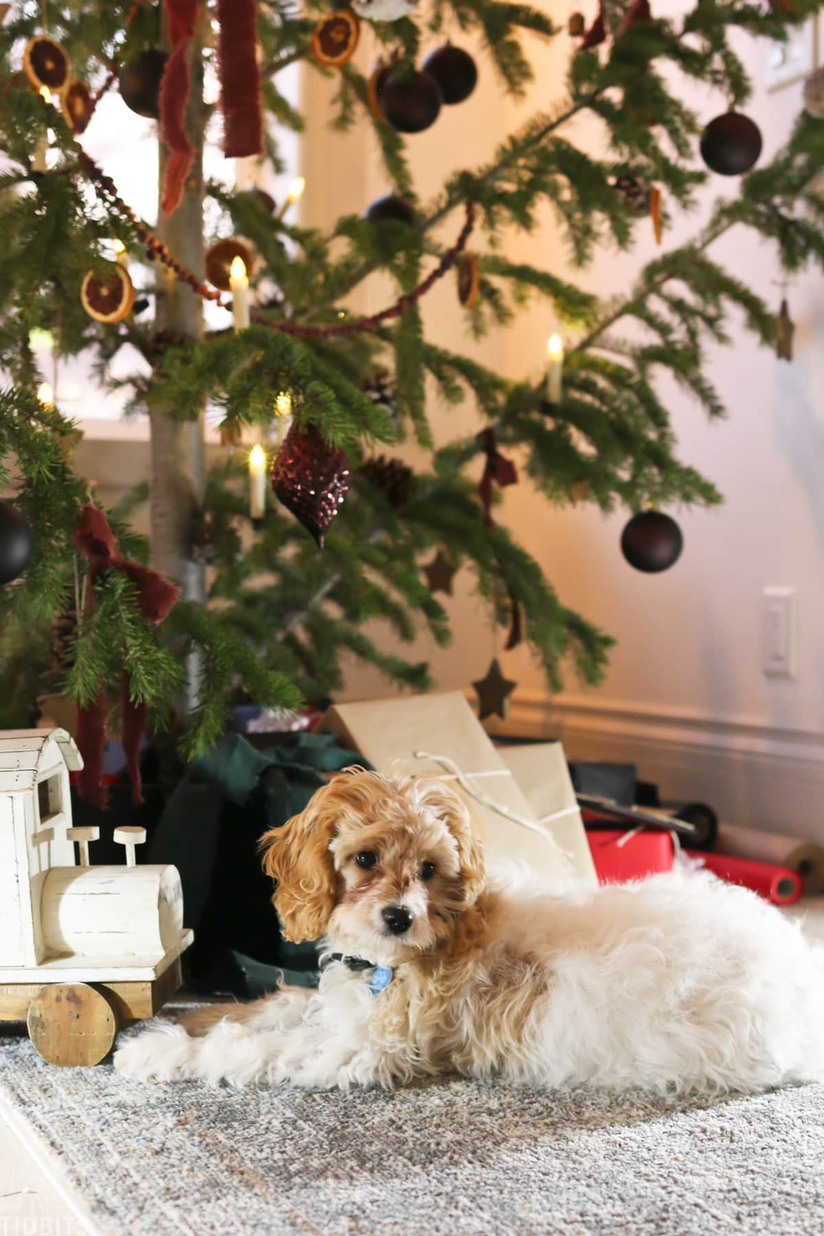 Cavapoo puppy laying down underneath the Christmas tree