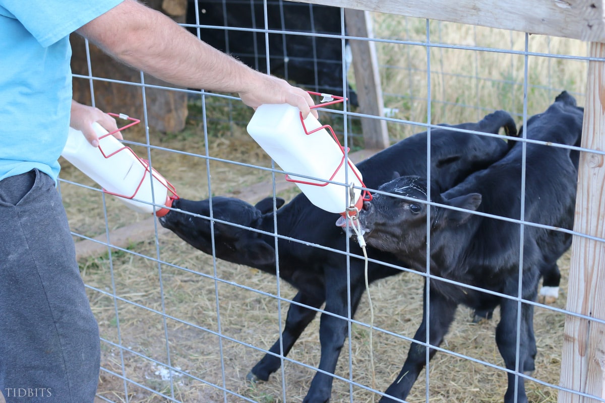 feeding bottle calves