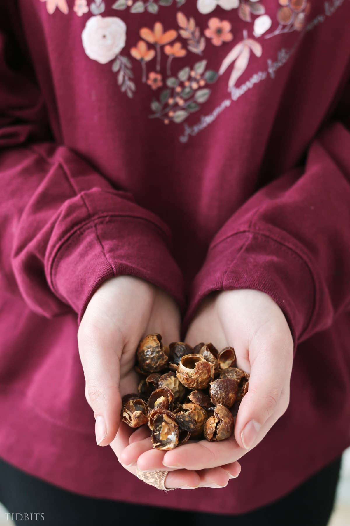 holding a handful of soap nuts to make natural laundry soap.