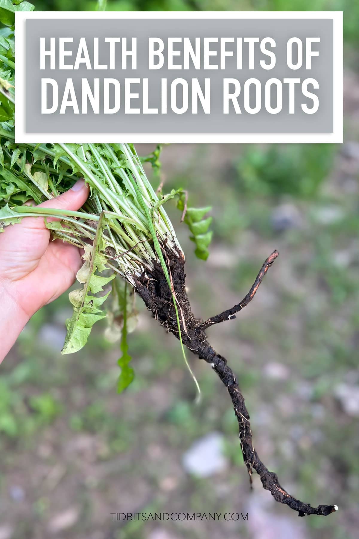 Dandelion plant with roots and text "benefits of dandelion roots"