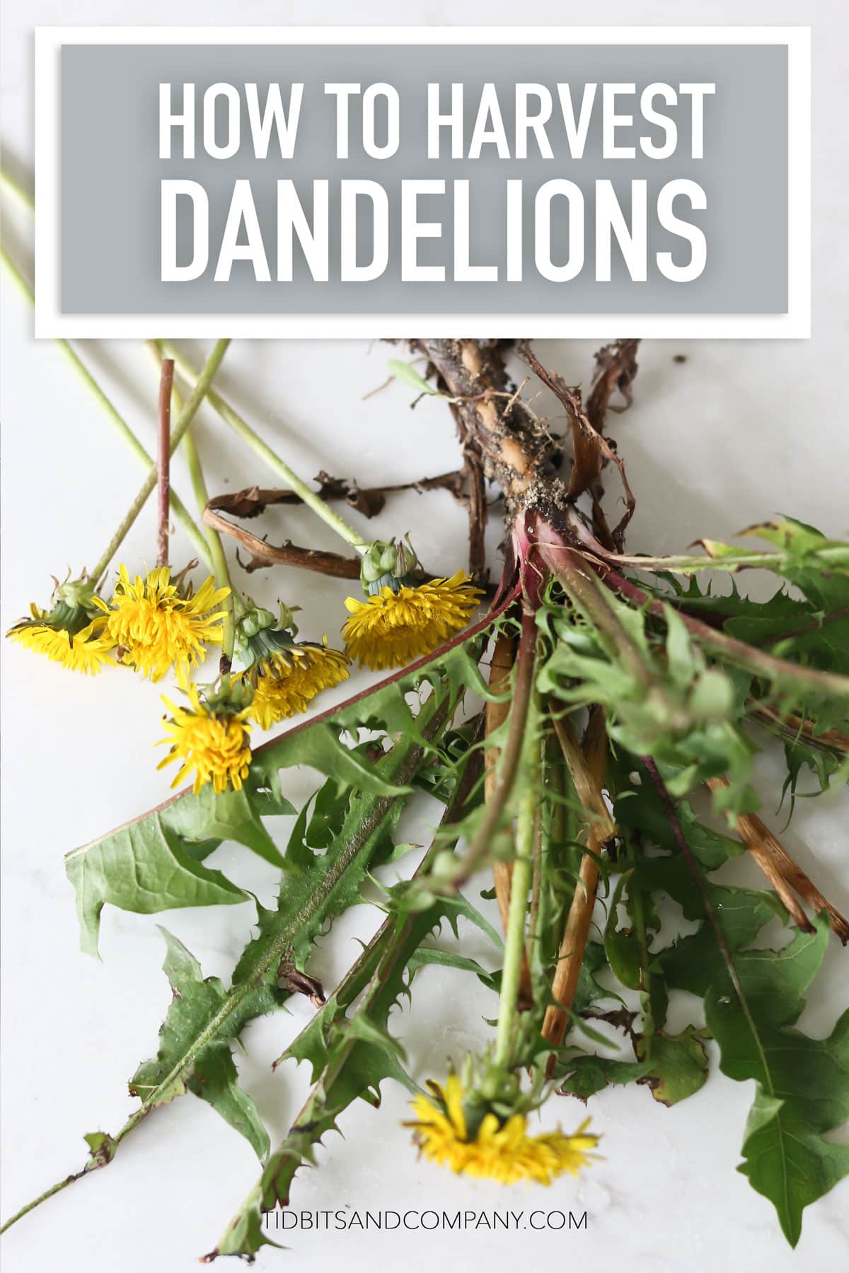 A harvested dandelion plant