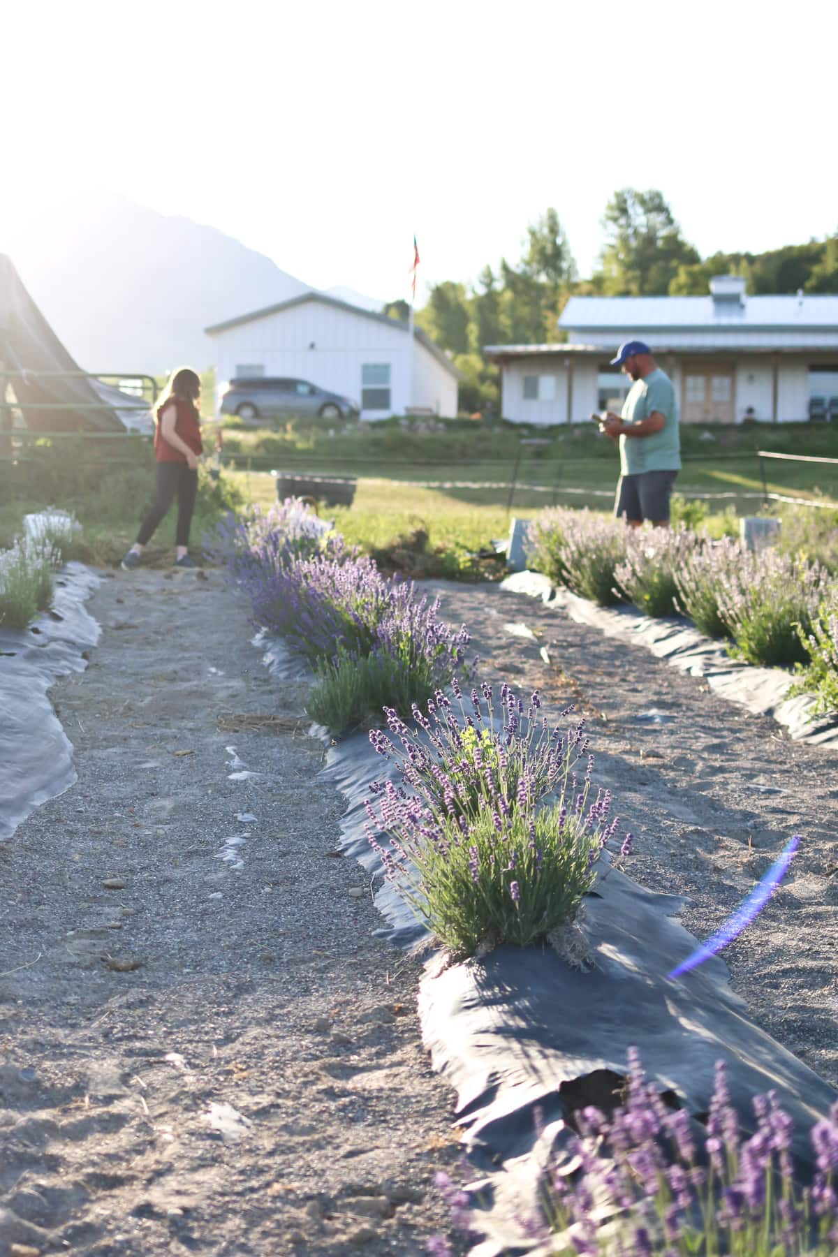 A man and woman working together on a lavender farm