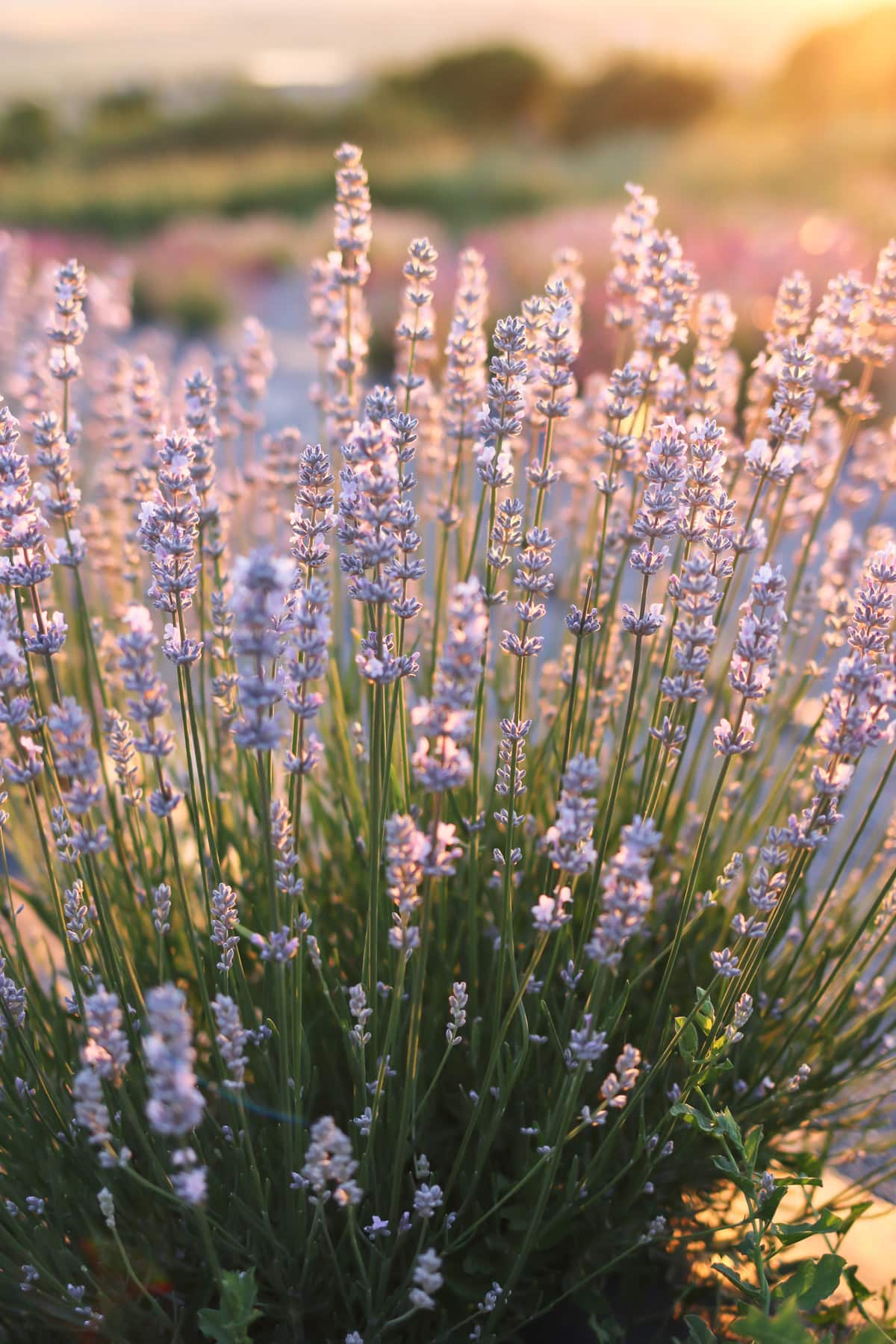 Close up of a lavender plant