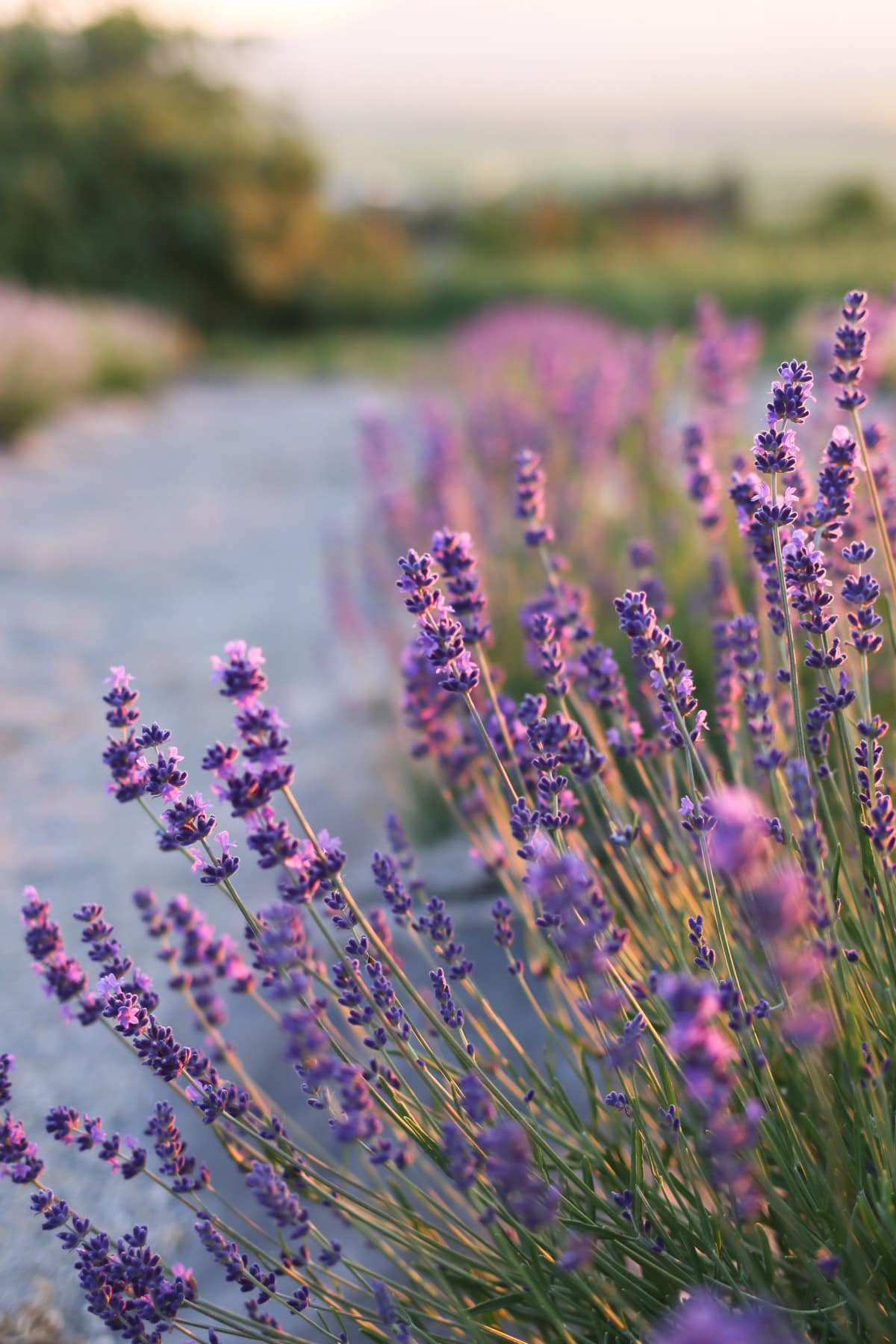 A purple lavender plant growing an a lavender farm