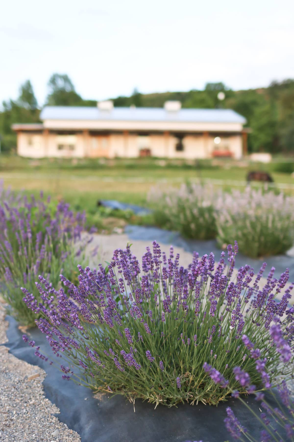 Lavender plants grow in from of a farmhouse