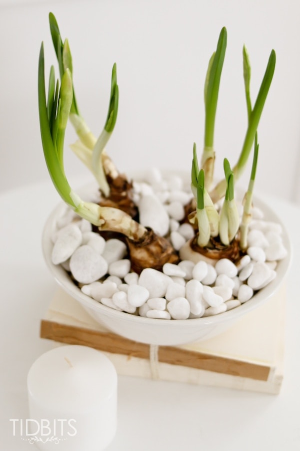 2 Ways to force bulbs indoors. Enjoy fresh greenery and clippings in your home all year long.