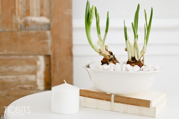 2 Ways to force bulbs indoors. Enjoy fresh greenery and clippings in your home all year long.