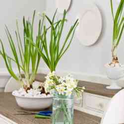 How to Force Bulbs Indoors