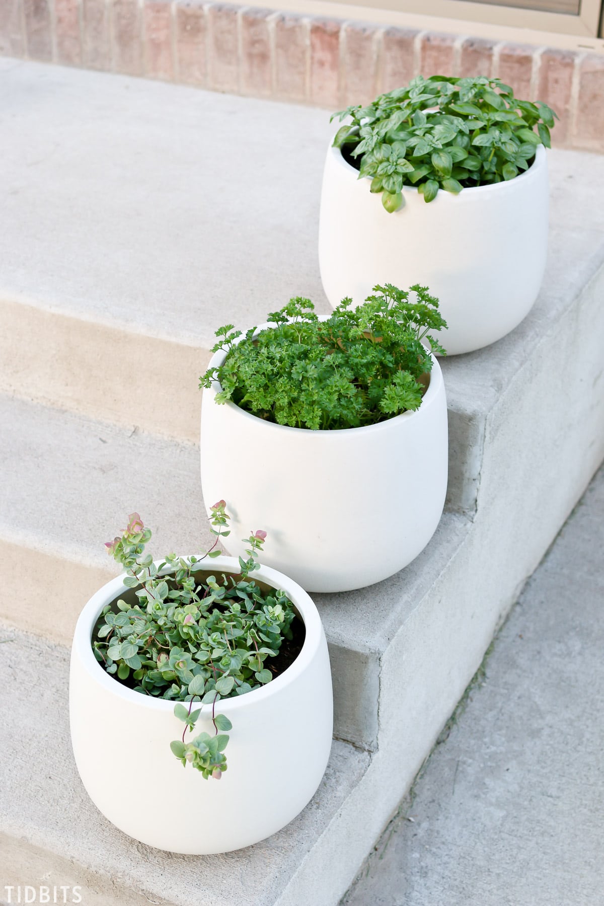 Must know tips for container herb gardening