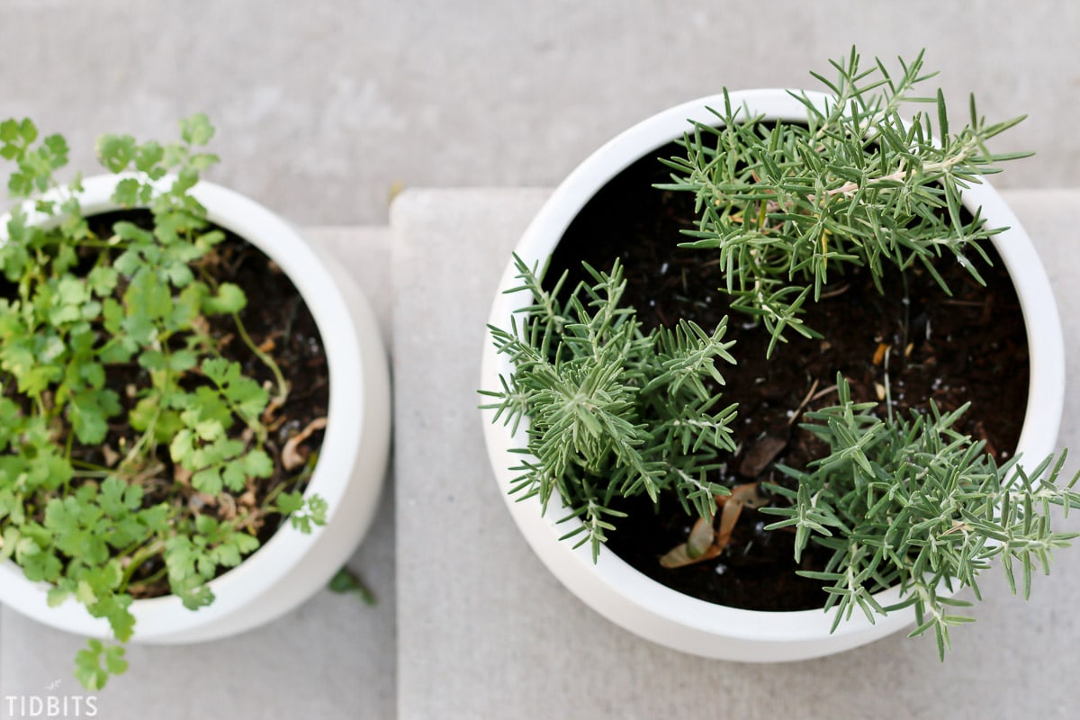 Must know tips for container herb gardening