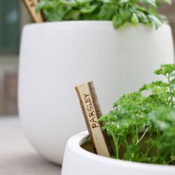 DIY Natural Wood Plant Markers