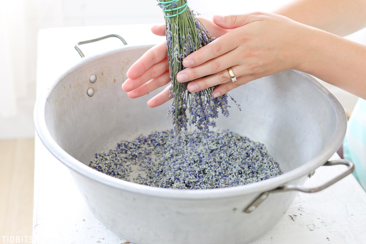 Roll lavender between hands to remove buds
