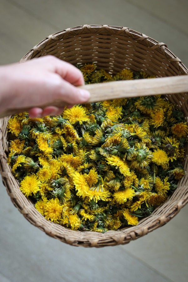 How to Harvest Dandelions Tidbits