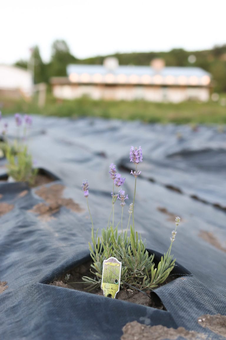 The Beginnings of our Lavender Farm