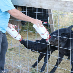 The Ultimate Guide to Feeding Bottle Calves