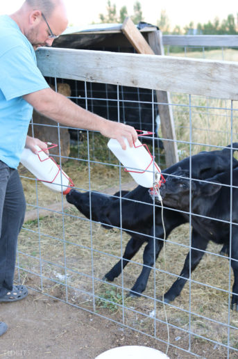 feeding bottle calves