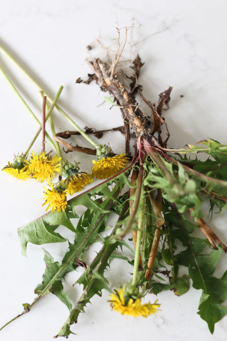 Dandelion Root Benefits | Nature’s Secret Remedy